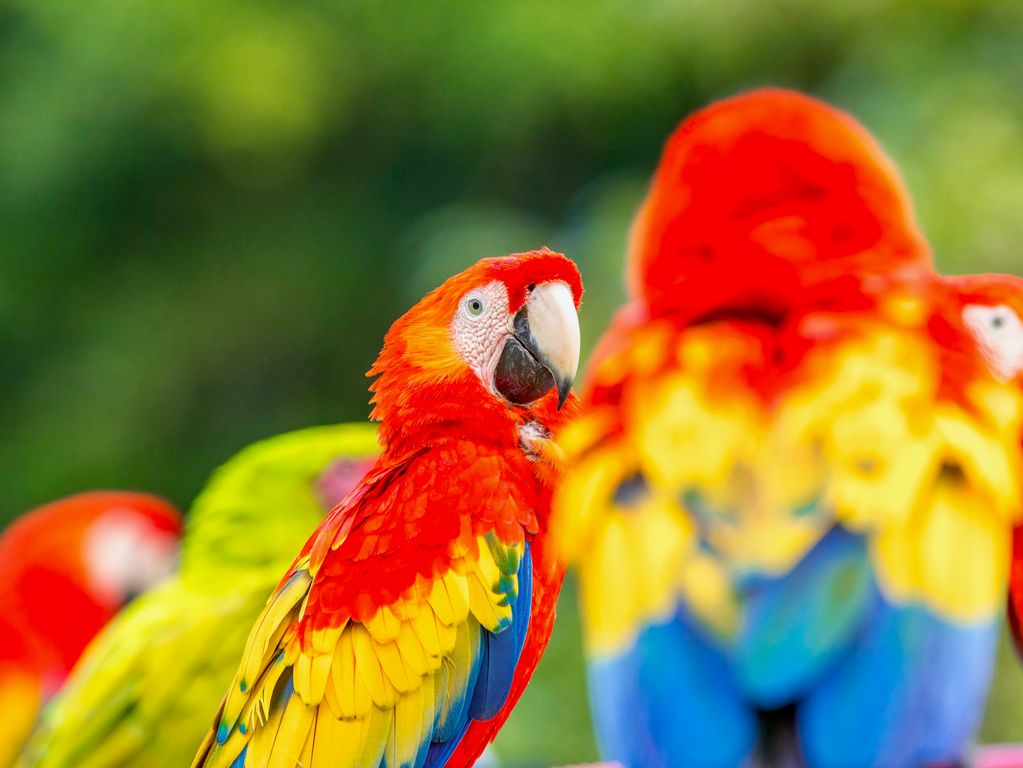 Costa Ricaanse papegaaien